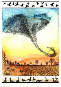 A Murmuration of Starlings Image